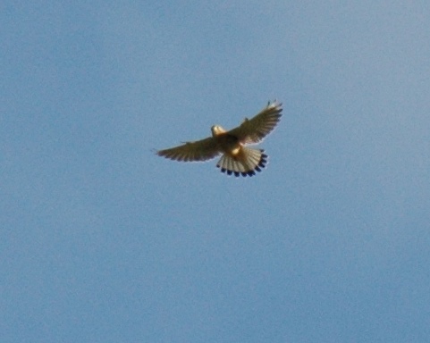 quasi certamente Gheppio (Falco tinnunculus)